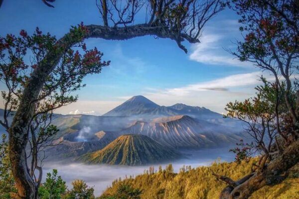 bromo bromo